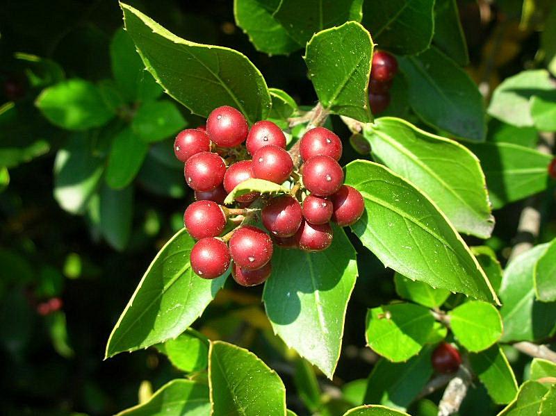 Rhamnus alaternus / Ranno lanterno